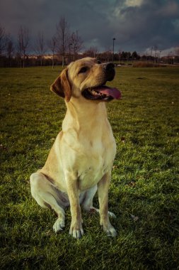 Labrador retriever köpek Güz