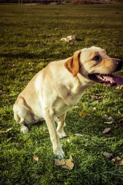 Labrador retriever köpek Güz