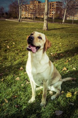 Labrador retriever köpek Güz