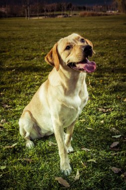 bir sonbahar parkta genç labrador geri almak