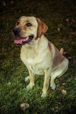 Labrador retriever köpek çim üzerinde oturan Güz