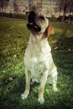 Labrador retriever köpek Güz