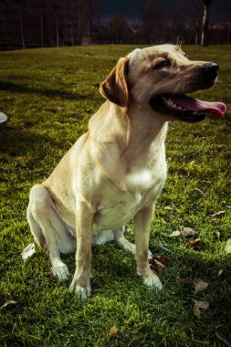 Labrador retriever köpek Güz