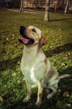 Labrador retriever köpek Güz