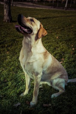 Labrador retriever köpek Güz