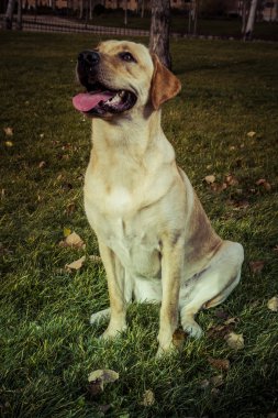 Labrador retriever köpek Güz
