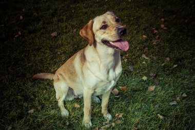 Labrador retriever köpek Güz