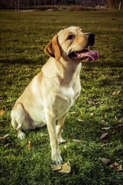 Labrador retriever köpek Güz
