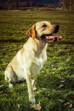Labrador retriever köpek Güz