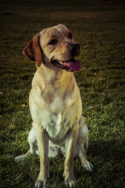 Labrador retriever köpek Güz