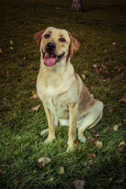 Labrador retriever köpek Güz