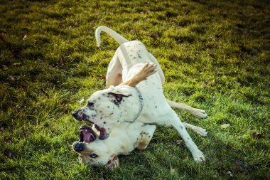 Labrador retriever köpek Güz