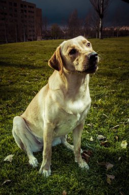 Labrador retriever köpek Güz