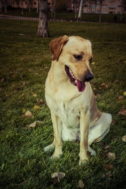 Labrador retriever köpek Güz