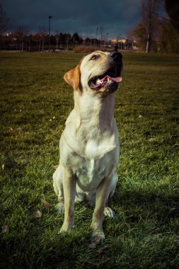 Labrador retriever köpek Güz