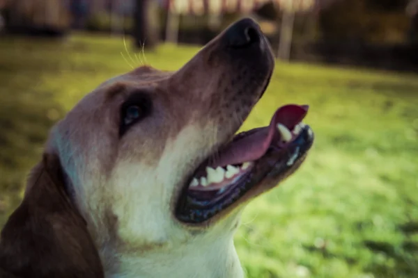 Labrador Retriever cão no outono — Fotografia de Stock