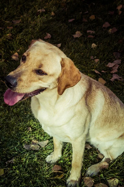 Labrador Vizsla kutya ősszel — Stock Fotó
