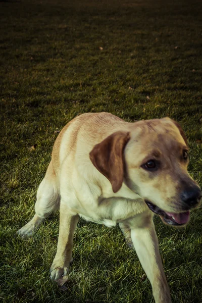 Labradorský retrívr pes na podzim — Stock fotografie