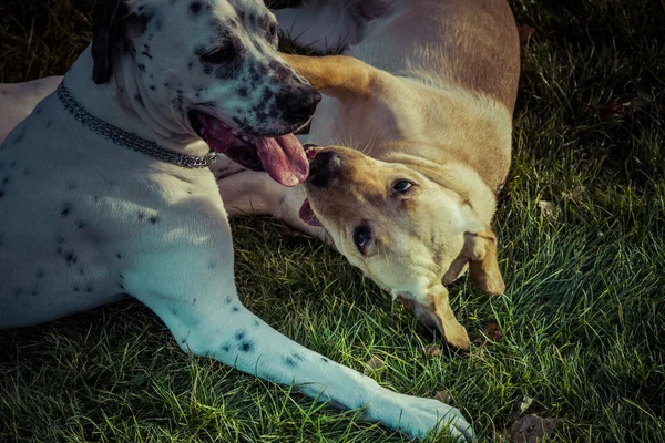 Labrador retriever hond in de herfst — Stockfoto