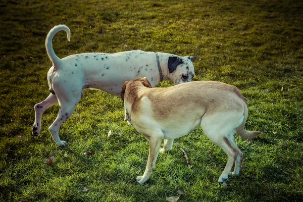 가 래브라도 리트리버 강아지 — 스톡 사진