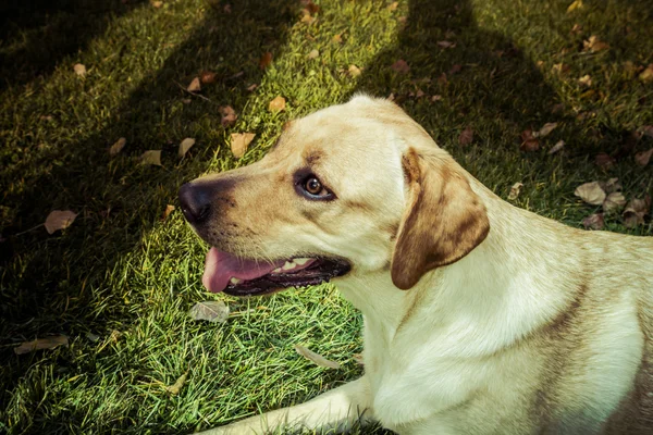 Labrador Retriever dog in autumn — Stock Photo, Image