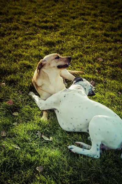 Labradorský retrívr pes na podzim — Stock fotografie