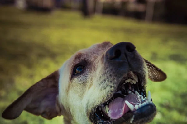 Labradorský retrívr pes na podzim — Stock fotografie