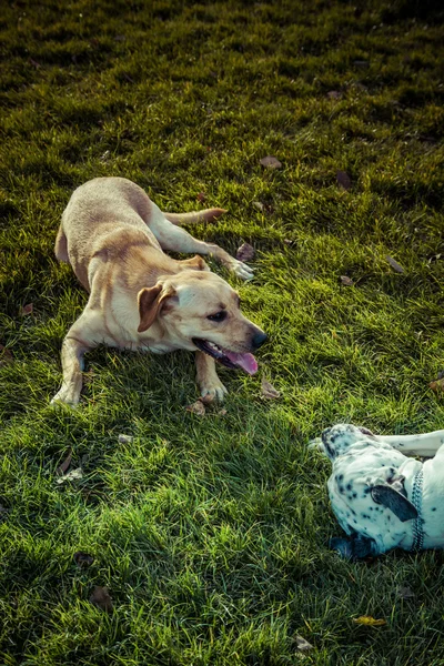 秋のラブラドル ・ レトリーバー犬 — ストック写真