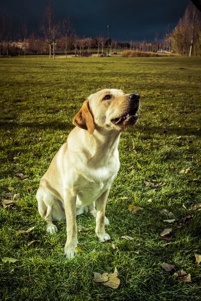Labrador retriever hund i höst — Stockfoto