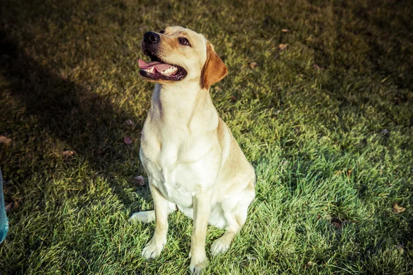 Labradorský retrívr pes na podzim — Stock fotografie