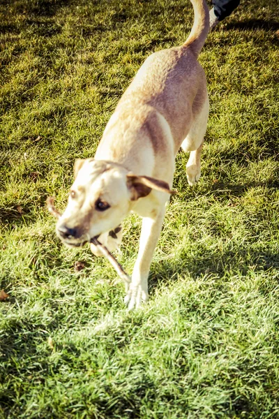 Labrador Vizsla kutya ősszel — Stock Fotó