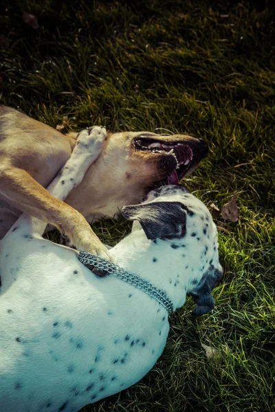 Pies Labrador retriever jesienią — Zdjęcie stockowe