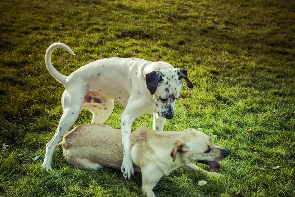 Pies Labrador retriever jesienią — Zdjęcie stockowe