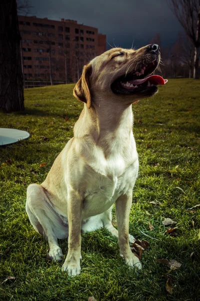 Labrador Retriever dog in autumn — Stock Photo, Image