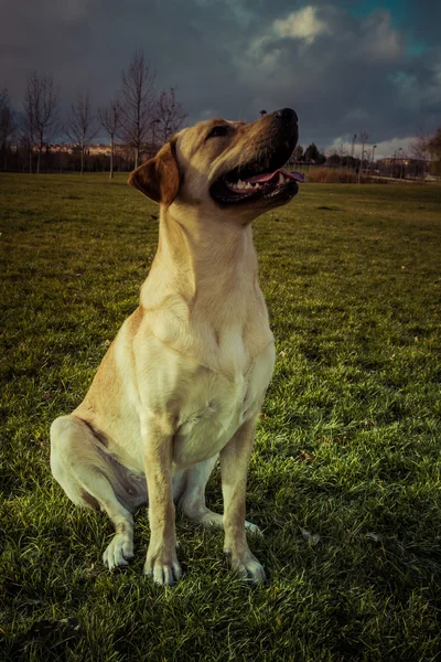 Labradorský retrívr pes na podzim sedět na trávě — Stock fotografie