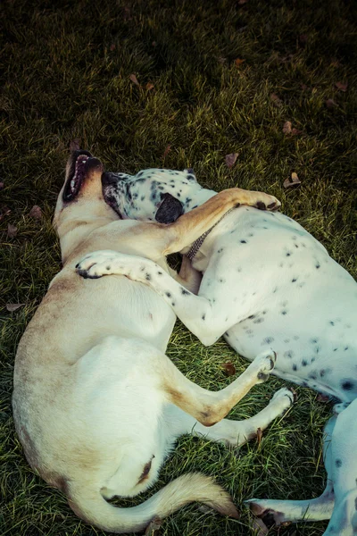 Labrador retriever köpek Güz — Stok fotoğraf