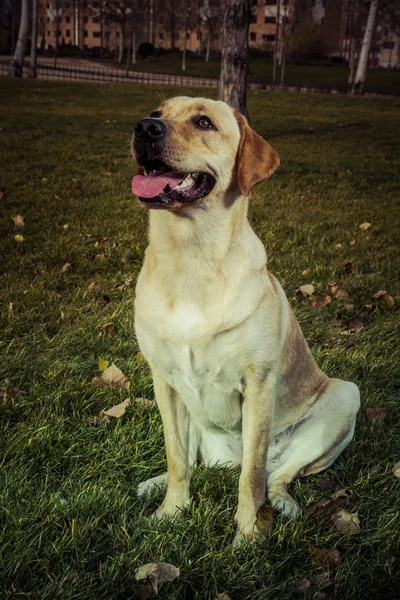 Labrador retriever hund i höst — Stockfoto