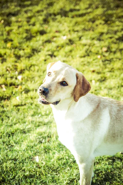 Labrador Retriever cão no outono — Fotografia de Stock