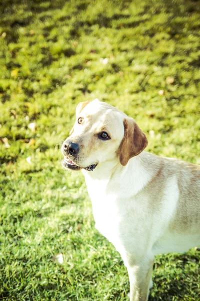 Perro Labrador Retriever en otoño — Foto de Stock