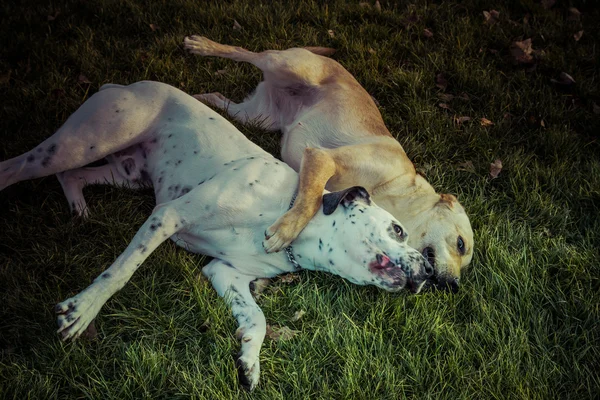 Pies Labrador retriever jesienią — Zdjęcie stockowe