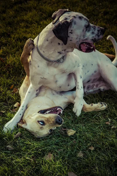 Dalmatische buiten — Stockfoto