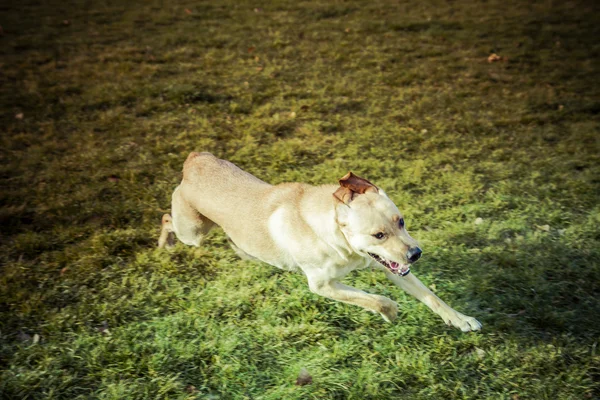 Лабрадор ретрівер собака восени — стокове фото