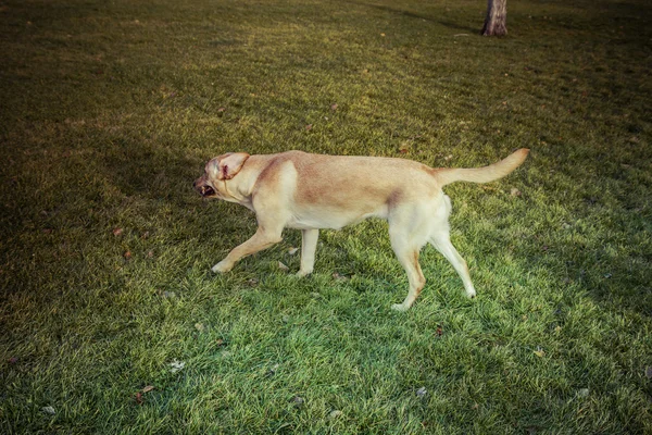 Labrador Retriever cão no outono — Fotografia de Stock