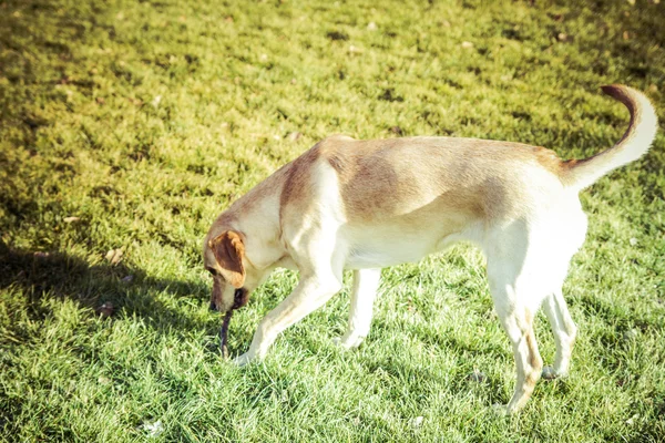 Labrador Retriever dog in autumn — Stock Photo, Image
