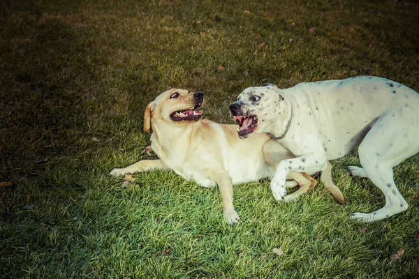 Labrador Retriever hund i efteråret - Stock-foto
