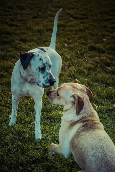 Pies Labrador retriever jesienią — Zdjęcie stockowe