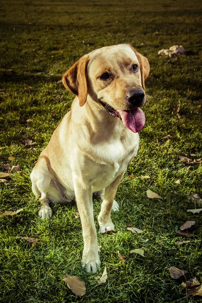 Labrador retriever hond in de herfst — Stockfoto
