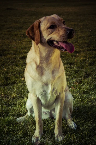 Labrador Retriever chien en automne — Photo