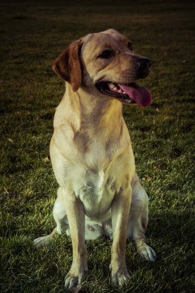 Labradorský retrívr pes na podzim — Stock fotografie