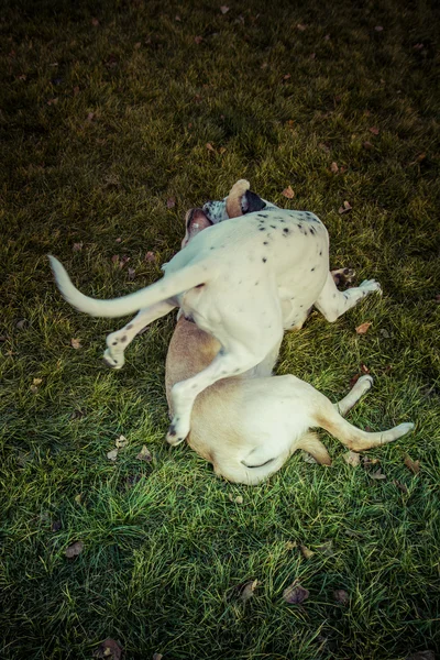 Pies Labrador retriever jesienią — Zdjęcie stockowe